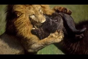 30 brutal moments when the lion is killed with sharp horns | Animal fights