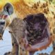 30 tragic moments! Injured hyena fighting with wild animals | Animal fight