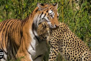 45 Moments Tiger Attack And Kill Their Prey Mercilessly | Animal Attack