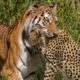 45 Moments Tiger Attack And Kill Their Prey Mercilessly | Animal Attack