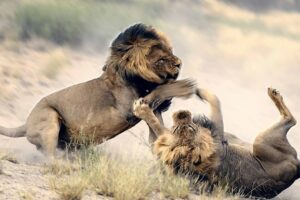 5 Intense Male LION Encounters Of Wildlife│Animal Fights