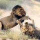 5 Intense Male LION Encounters Of Wildlife│Animal Fights