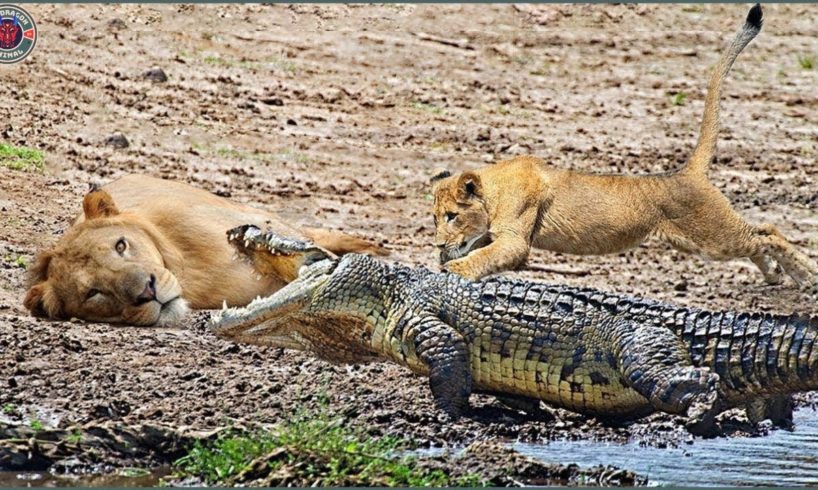 50 Crazy Animal Fights You Won't Believe Exist | Animal Fight