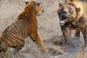 7 Most Epic Animal Fights Caught on Camera