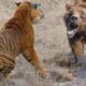 7 Most Epic Animal Fights Caught on Camera