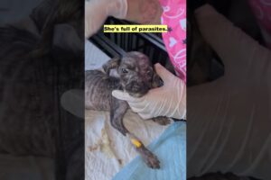 90 days old puppy has only known suffering and pain