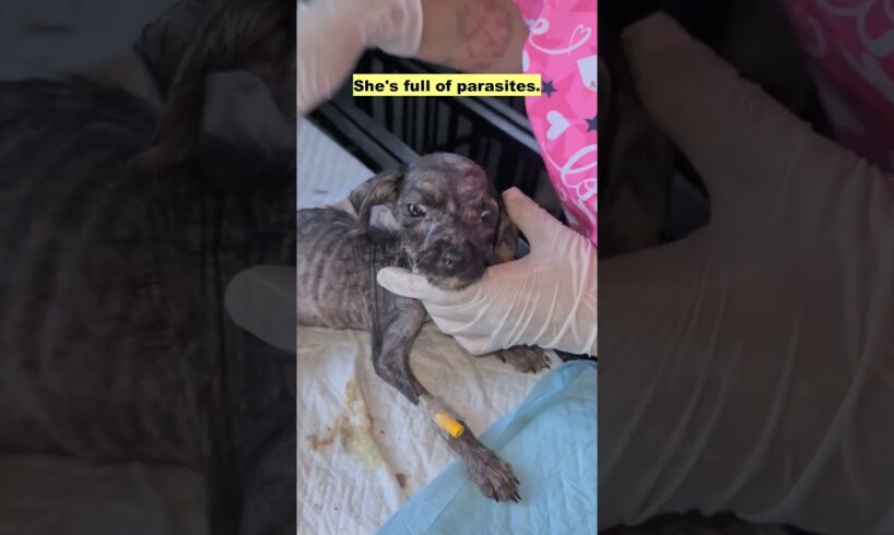 90 days old puppy has only known suffering and pain