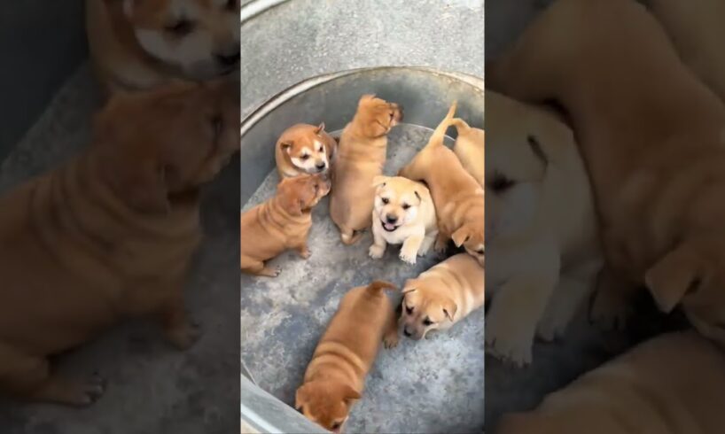 A group of chubby and cute puppies #shorts #puppy #dog