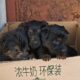 Abandoned And Shivering, A Litter Of Puppies Nearly Starved To Death After Not Eating For 4 Days
