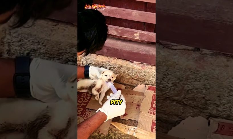 Abandoned puppy 😭 Get a second chance to live ❤️ #animals #puppy #shorts #pet