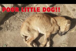Abandoned puppy in comma state rescued and recovered | Animal rescue videos| Puppy rescue