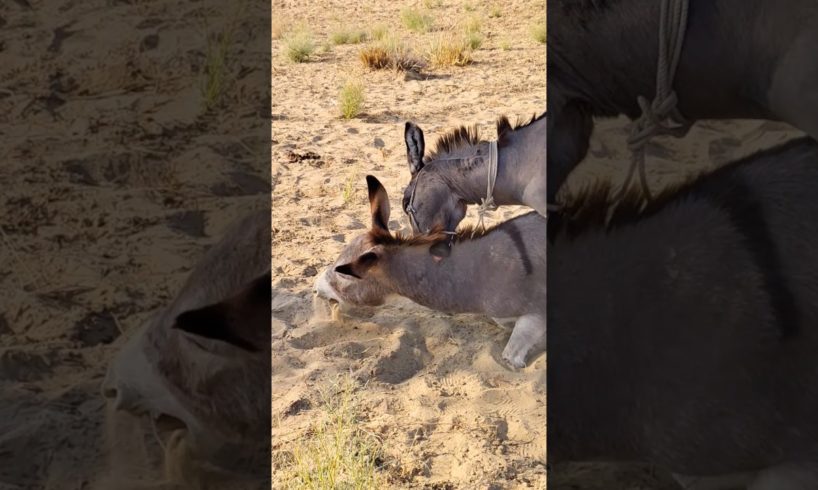 Alone But very Happy |#animals #youtubeshort #shorts