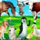 Amazing familiar animals playing sounds: cats, elephant, dog, cows, fish colors, chickens, horses