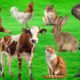 Amazing familiar animals playing sounds : cow, cat, bear, Chipmunk, koala, Donkey | Animal Sounds