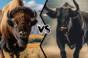 American Bison VS Fighting Bull - Who Would Win A Fight?