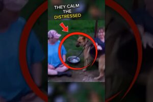 An Abandoned Dog is rescued by two Good Samaritans 🐕❤️#shorts