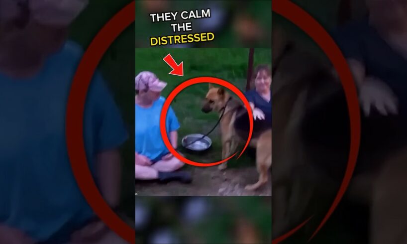 An Abandoned Dog is rescued by two Good Samaritans 🐕❤️#shorts