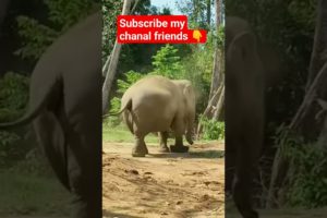 An elephant playing alone #animals #shortsvideo #funny #elephant #views #trending