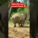 An elephant playing alone #animals #shortsvideo #funny #elephant #views #trending