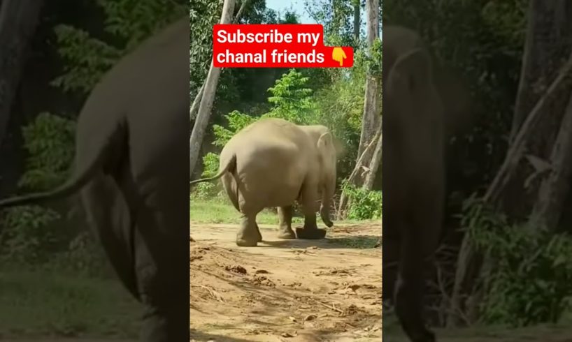 An elephant playing alone #animals #shortsvideo #funny #elephant #views #trending