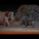 Angry Elephant & Rhino JungleFight @Night & a Big Deep Wound#viral #youtubevideo#youtube#animallife