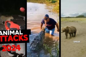 Animal Attacks On Human 2024