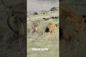 Animal fights#shorts #short #shortvideo #sherabyonjanvlog #animal