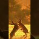 Animals Fight | #fight #attack #ytshorts