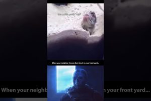 Animals Relatable Moments (9) - Fights in the hood!!!👊 #dailywtf