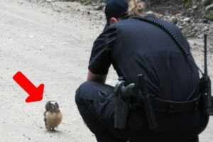 Animals That Asked People for Help & Kindness Caught On Camera !