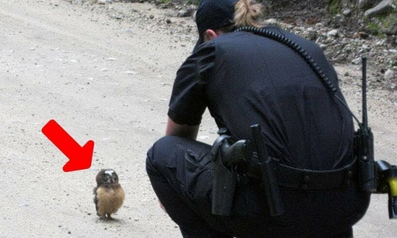 Animals That Asked People for Help & Kindness Caught On Camera !