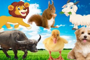 Animals playing, happy sounds, lovely colors of animals through images: chickens, ducks, cows, pigs,