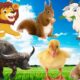 Animals playing, happy sounds, lovely colors of animals through images: chickens, ducks, cows, pigs,