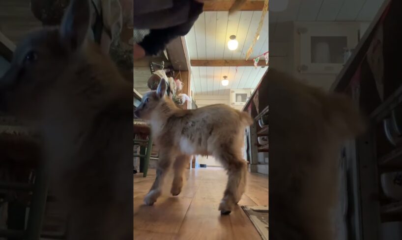 Baby Goat Jumps Around The House 🤣🐐