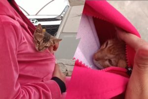 Baby kittens are feeling good inside the jacket | ‎@souravjoshivlogs7028 