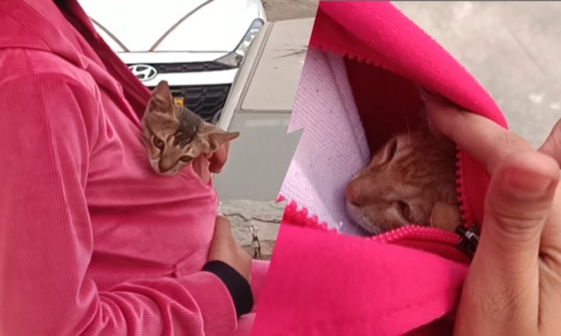 Baby kittens are feeling good inside the jacket | ‎@souravjoshivlogs7028 