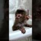 Baby monkey Rio after playing #monkey #babymonkey #animals #monkeydluffy #babymonky #cutemonkey #leo