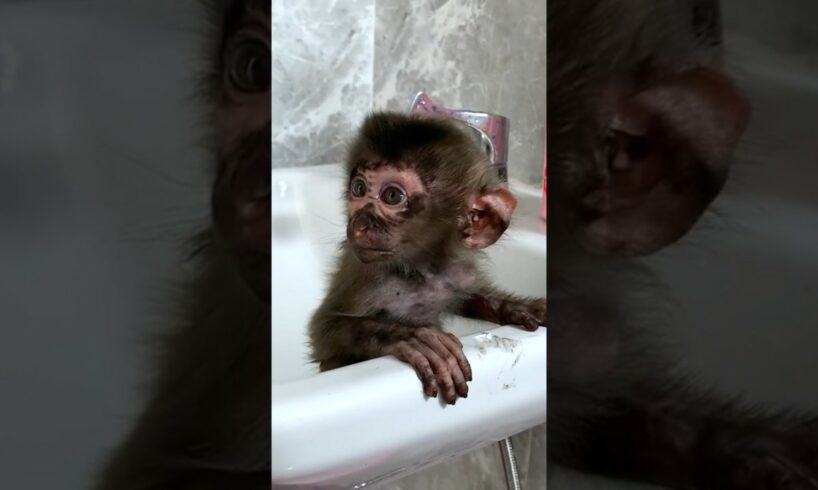 Baby monkey Rio after playing #monkey #babymonkey #animals #monkeydluffy #babymonky #cutemonkey #leo