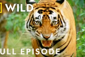 Battle of the Beasts: The Fight to Survive (Full Episode) | Animal Fight Night