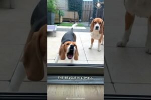 Beagle 🐾 Boundless Energy, Endless!