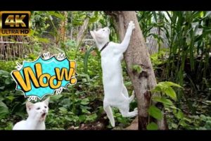 Beautiful cute cat, cute animals playing, funny cat videos 2024 try not to laugh