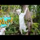 Beautiful cute cat, cute animals playing, funny cat videos 2024 try not to laugh