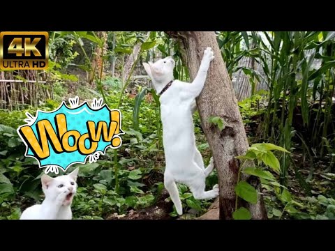 Beautiful cute cat, cute animals playing, funny cat videos 2024 try not to laugh