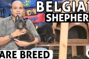 Belgian Shepherd Puppies - All About Rare Dog Breed | Funny & Cute Puppies Video | Baadal Bhandaari