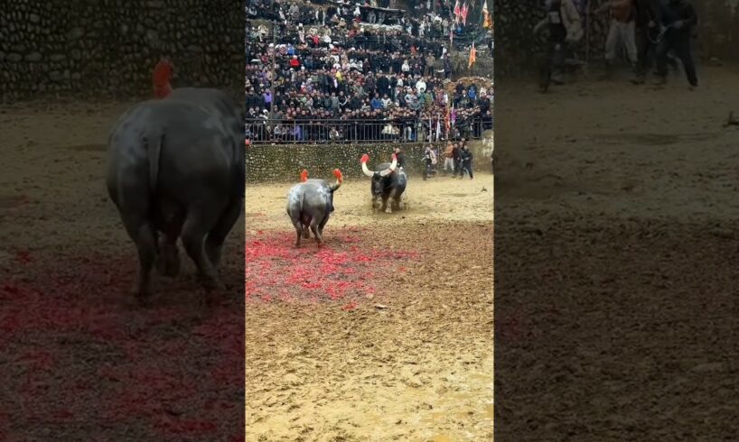 Big fight 💪 between two Bull 🐂♉||watch full videos visit my channel.   #viral #animals #shorts