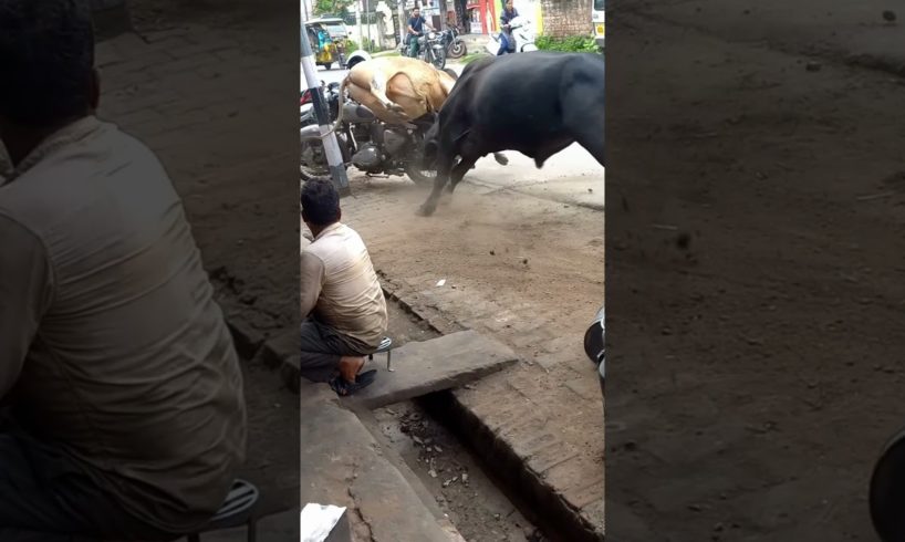 Black star....real cow fight. #animals #shorts