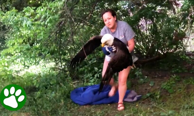 Brave woman rescues eagle