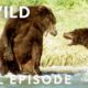 Brutal Brawls of the Animal Kingdom (Full Episode) | Animal Fight Night