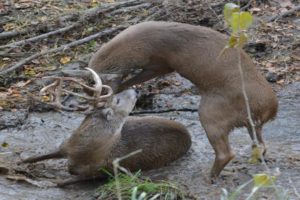 Bucks Fight To Death - The Most Extreme Animal Fights Ever Filmed