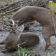 Bucks Fight To Death - The Most Extreme Animal Fights Ever Filmed